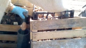 Посадка картошки самодельной двухрядной сажалкой