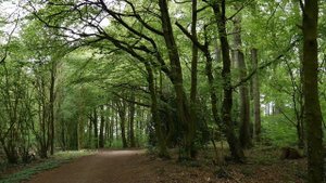 Звуки весеннего леса