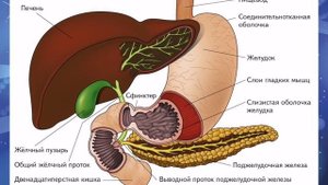 тема «Строение пищеварительной системы», биология 9 класс, учитель Яковлева О.П.