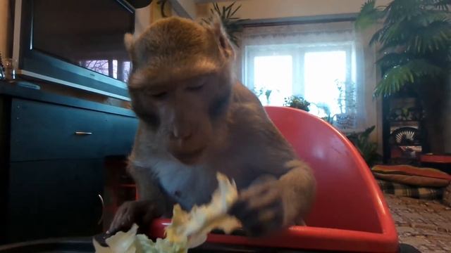 Салат " айсберг"- это сочно!!!!!(макак Семен) смотреть онлайн