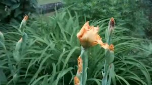 Orange Iris