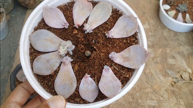 || TAKING A CHANCE WITH ECHEVERIA LEAF PROPAGATION WORKED || смотреть онлайн