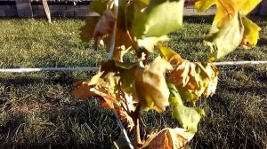 Заморозки на винограднике и не вызревшаяся лоза.