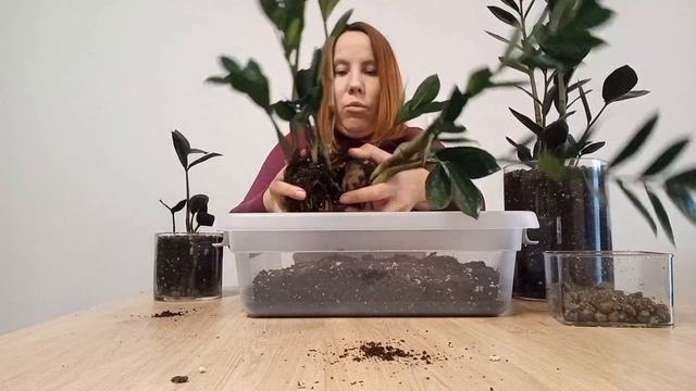 БУДЕТ ли новый лист с ВАРОМ. НАЧАЛО нового ЭКСПЕРИМЕНТА. Вариегатный замиокулькас.