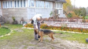 Дрессировка немецкой овчарки Зафи, сука, 7 мес.
