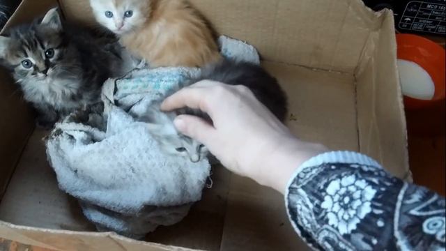 Котята ищут новых хозяев// Семья Фетистовых смотреть онлайн