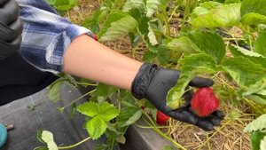 Обзор клубники - сорт Азия