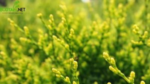 Випуск 88. Туя складчата Kornik