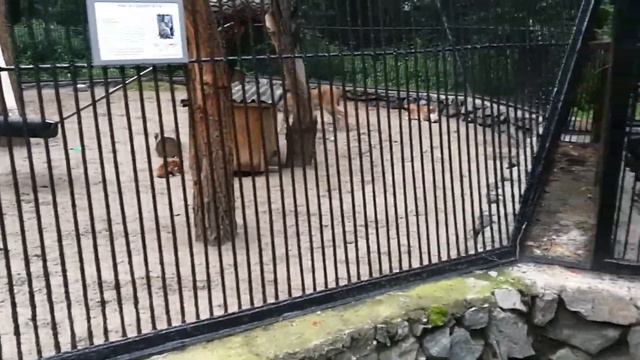 ВЛОГ #3: Поездка в Россию (Омск, Новокузнецк, Новосибирский зоопарк) 7/1/17 - 8/28/17 смотреть онлайн