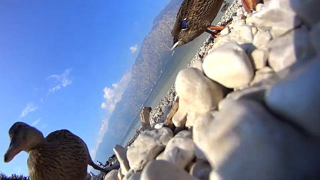Ducks at Garda – Sony Actioncam смотреть онлайн