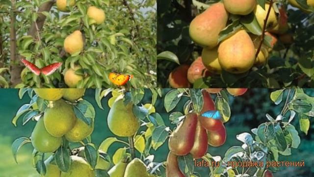 Груша обыкновенная Яковлевская - Белорусская поздняя ? обзор: как сажать, саженцы груши смотреть онлайн