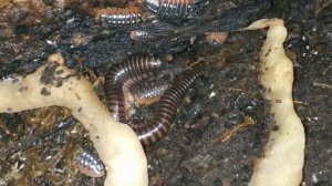 Детки кивсячков. Или наша кивсячная и мокричная жизнь).#кивсяки#тропическиемокрицы#экзопод#насекомы