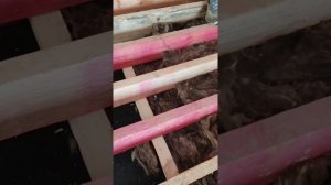 утепление полов, защита дома от грызунов. часть 1