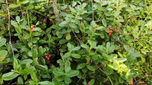 Ценная лесная ягода - брусника смотреть онлайн