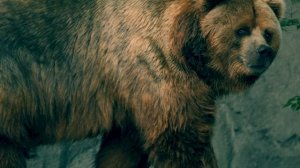 Самый большой медведь в Мире