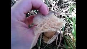 Clitocybe Geotropa-Sementinn-i