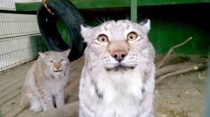 Большие кошки,приколы про кошек) Самые большие кошечки) В МИРЕ))