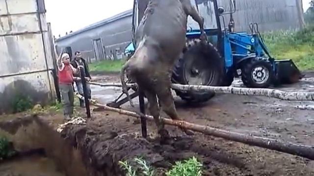 Бедная корова смотреть онлайн