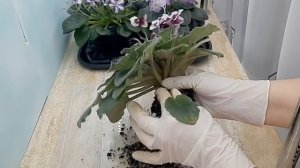 Нужно ли обрывать нижние листья для лучшего цветения фиалок?