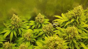 Lemon Skunk - Green House Seeds - Lumatek Attis 200W - SCROG - TOPPING #lumatek #marihuana #konopie