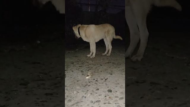 Волкодав Босс игра с гусеницей 🤣 смотреть онлайн