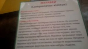 ВЫСТАВКА ДВИЖУЩИХСЯ ГИГАНТОВ-НАСЕКОМЫХ