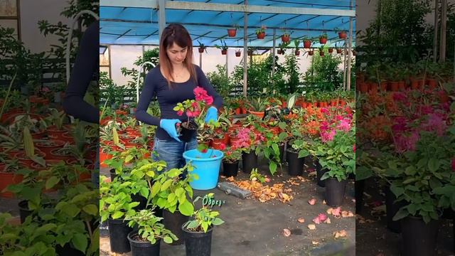 Обрезка бугенвиллеи смотреть онлайн