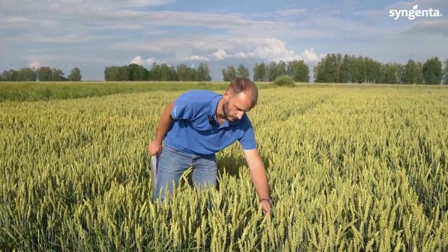 Фунгициды на озимой пшенице. Сравниваем 18 вариантов. Опытное поле Горецкой Сельхозакадемии. смотреть онлайн