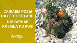 Сажаем розы на геотекстиль. Шикарные клумбы из роз в вашем саду!
