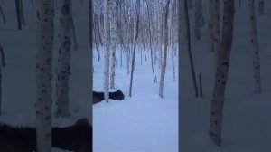 Охота на изюбря на Дальнем Востоке. Раненый изюбрь.