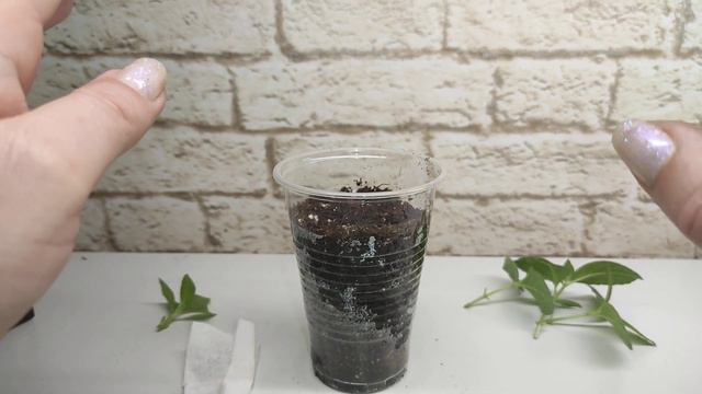 Перечеренковываем Самарскую Лидию Френч Болеро Эндлесс саммер смотреть онлайн