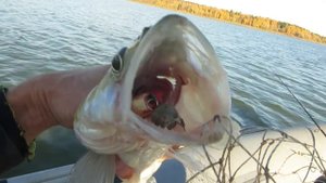 Осенний жор на Истре  Ловля Щуки и судака