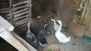 ГУСИ молодняк подсадил к взрослым