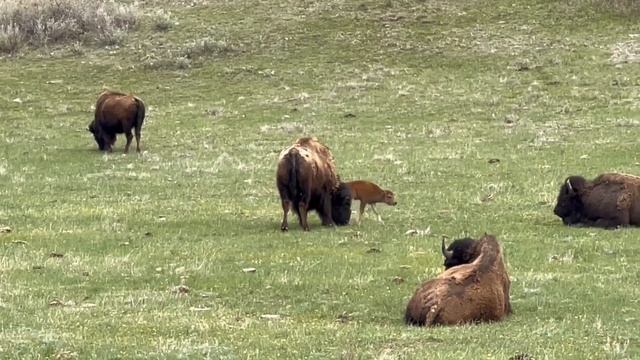 Wild Horses of Theodore Roosevelt National Park Episode 19 Wild Wonders of America by Karen King смотреть онлайн