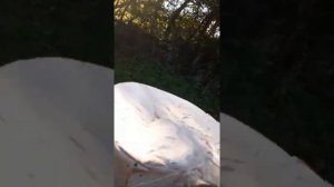 Сушу гигантский дождевик