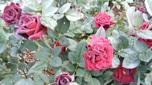 Роза Блэк Баккара. Black Bakkara rose. Черная роза. Октябрь 2020. После дождя