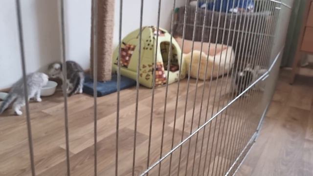 Милые и забавные котята бесятся и играют Ох уж эти Смешные Котики😇