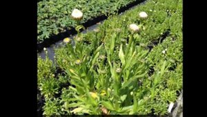 6th July 2015 garden Centre Plants