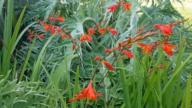 Крокосмия | Жизнь в Адлере смотреть онлайн