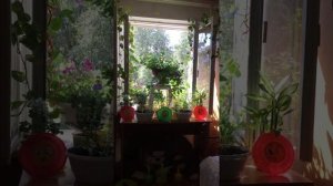 Откровенный разговор. Девочка - я. Леночка Желанкина из города Брянска.