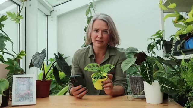 Советы по уходу за новыми растениями в доме / Причины стресса растений / Профилактика болезней