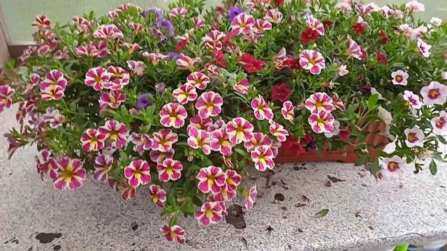 Микс из калибрахоа. смотреть онлайн