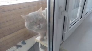 Кот говорит открой дверь
