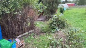 Стрижка кустов спиреи в августе.