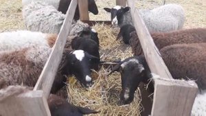 Кросс дорпера?? даем отходы подсолнечника?