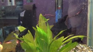 Аквариумные рыбки Моллинезии -  Aquarium fish mollies.