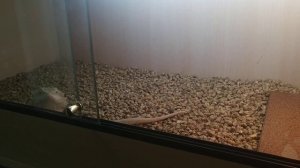 Содержание бородатых агам