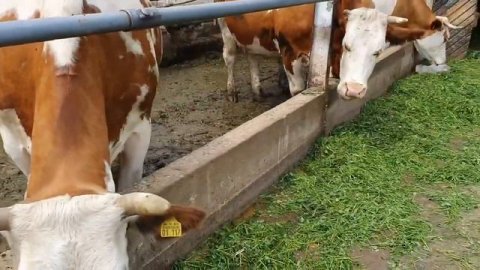Крс перевозка и продажа Симментал племенная порода коров из Европы Оптом доставка в РФ
