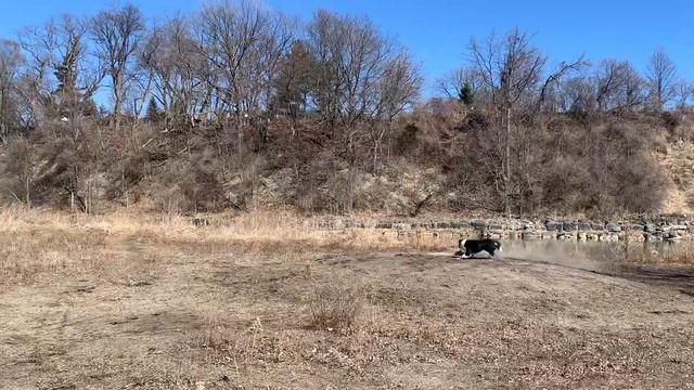 arrma typhon 3s dog chasing my car loll fun смотреть онлайн