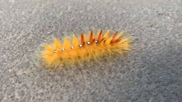 Оранжевая гусеница в Москве смотреть онлайн